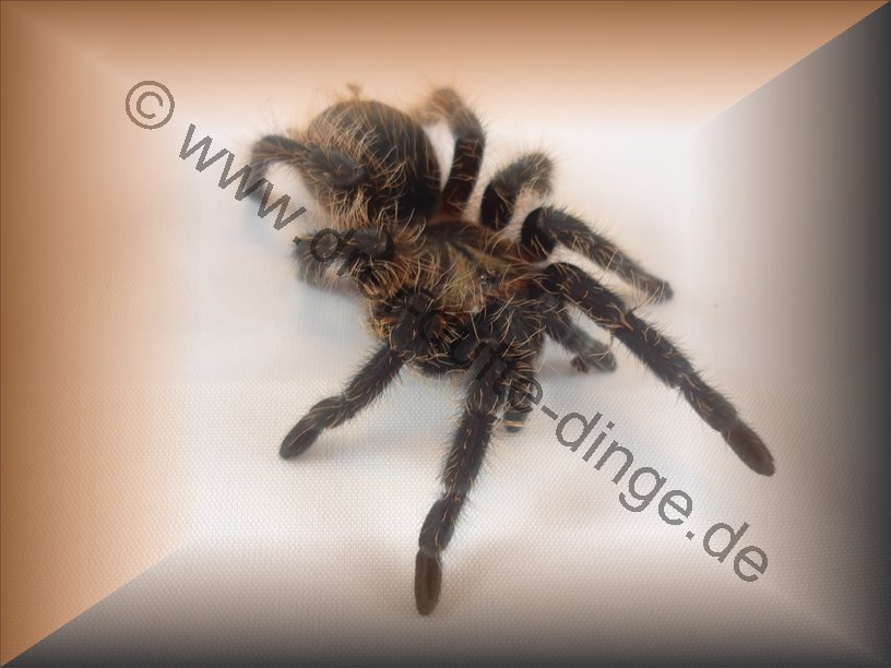 Brachypelma (Tliltocatl) Albopilosum - Www.vogelspinnen.shop - Der ...