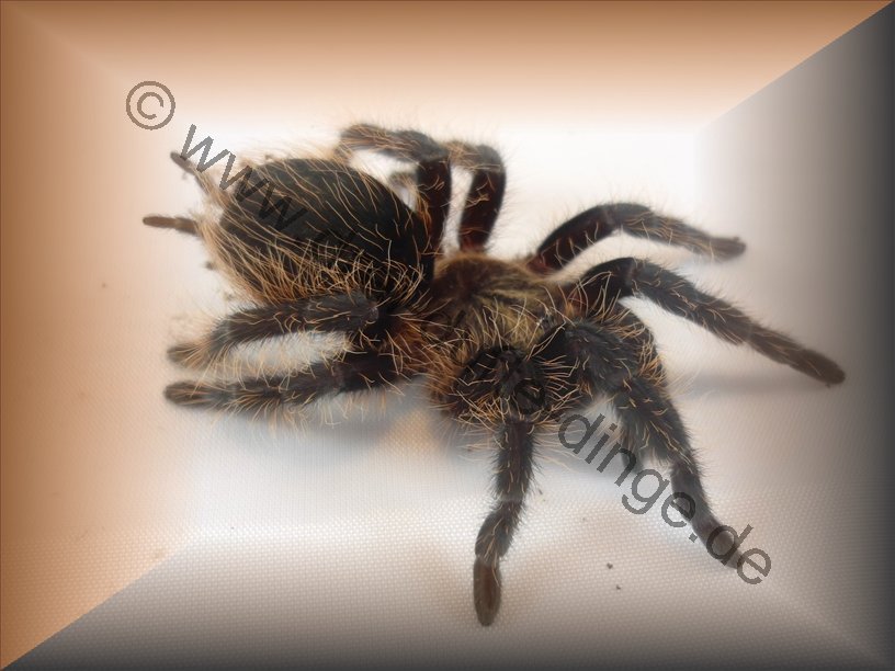 Brachypelma (Tliltocatl) Albopilosum - Www.vogelspinnen.shop - Der ...