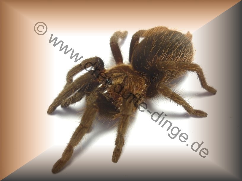 Brachypelma (Tliltocatl) Albopilosum - Www.vogelspinnen.shop - Der ...