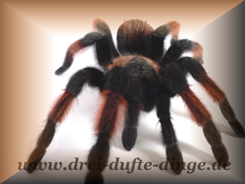 Brachypelma Emilia - Www.vogelspinnen.shop - Der Online-Shop Für ...