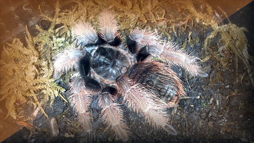 Brachypelma Klaasi - Www.vogelspinnen.shop - Der Online-Shop Für ...