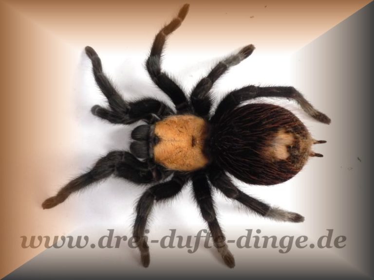 Brachypelma Albiceps (ruhnaui) - Www.vogelspinnen.shop - Der Online ...